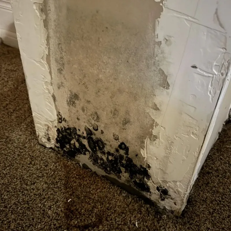 Professional Mold Removal in Wildwood, FL